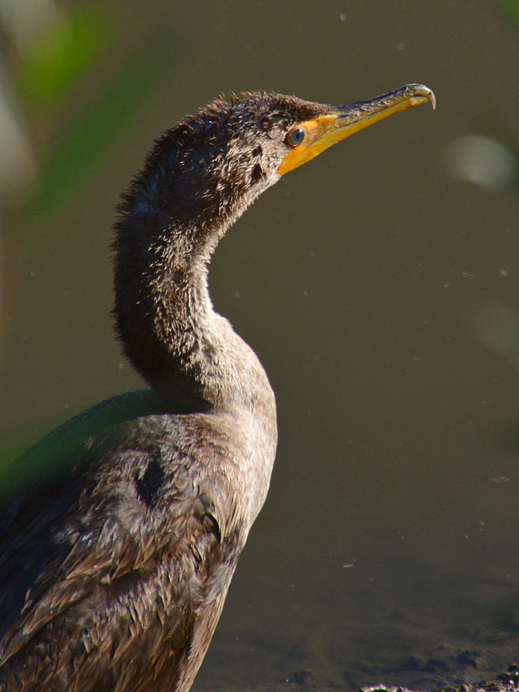 Cormorrant4.jpg