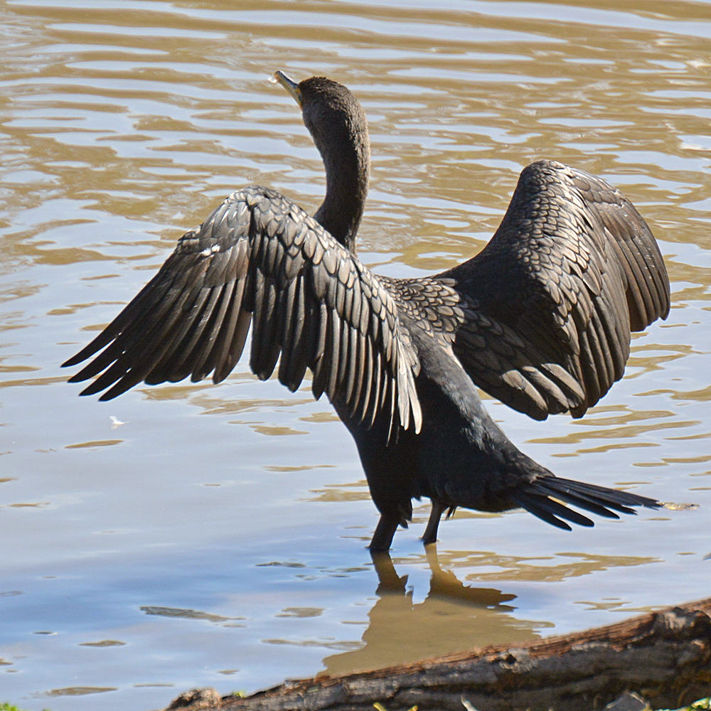 Cormorrant4.jpg