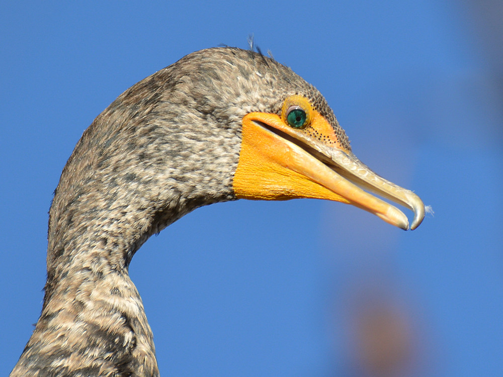 Cormorrant4.jpg
