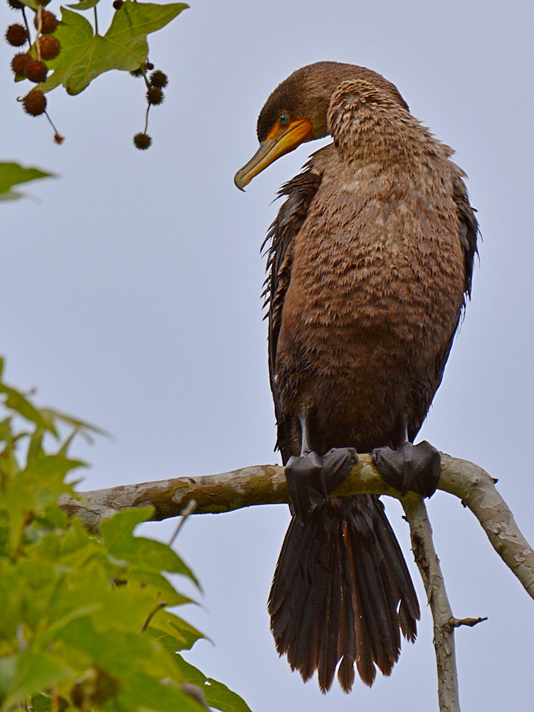 Cormorrant4.jpg