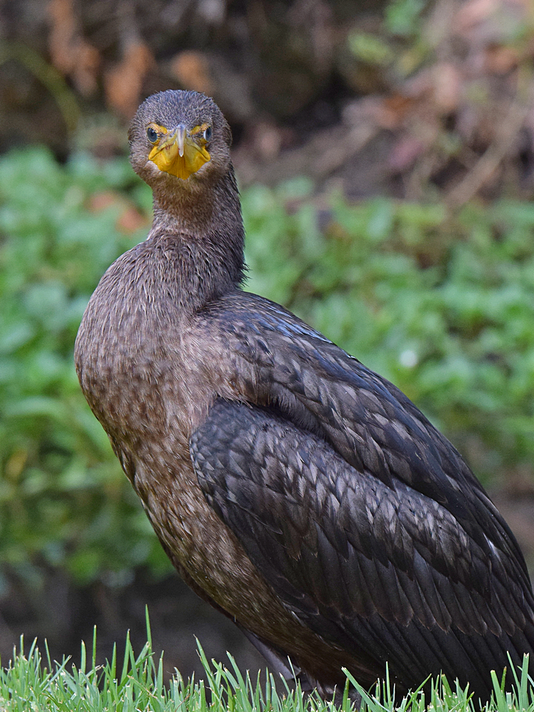 Cormorrant4.jpg