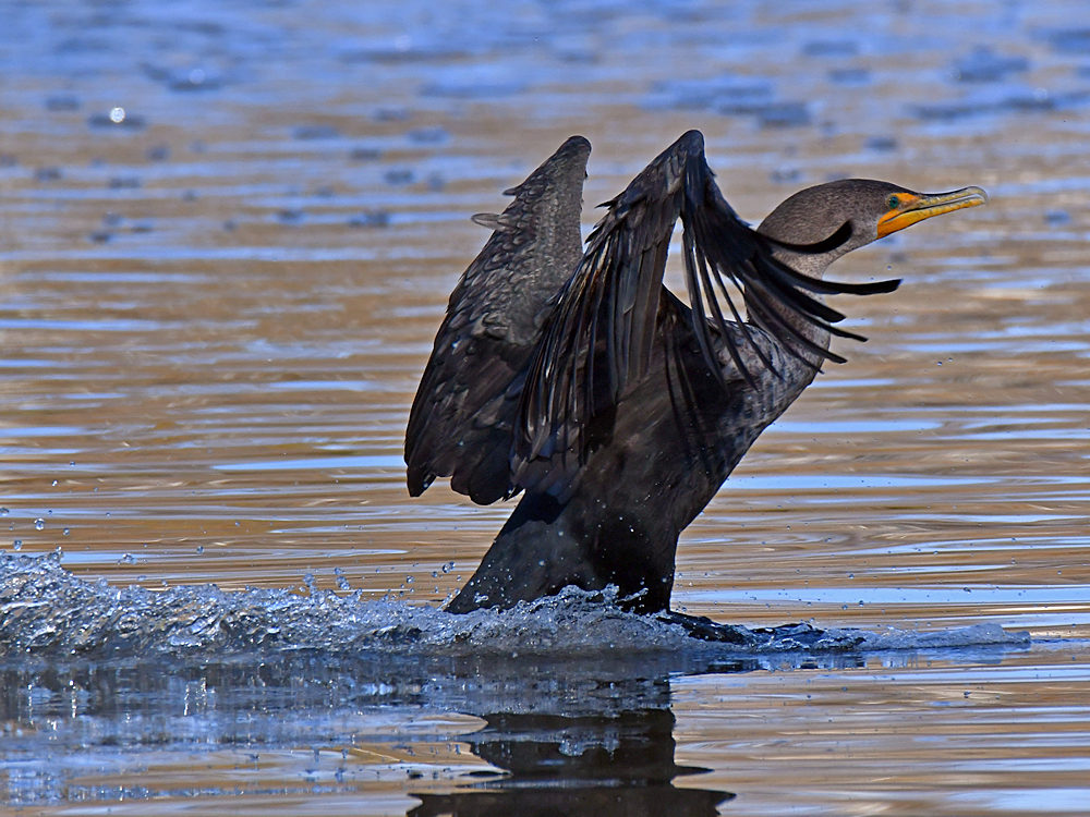 Cormorrant4.jpg