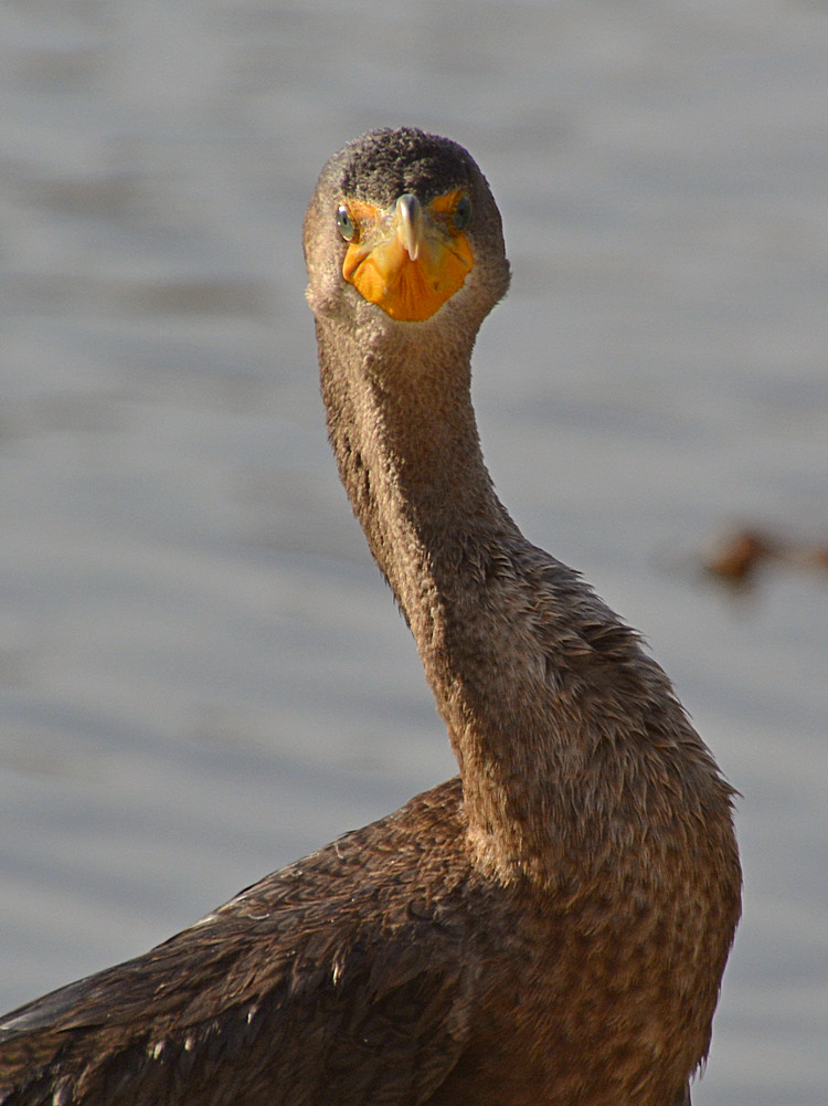 Cormorrant5.jpg