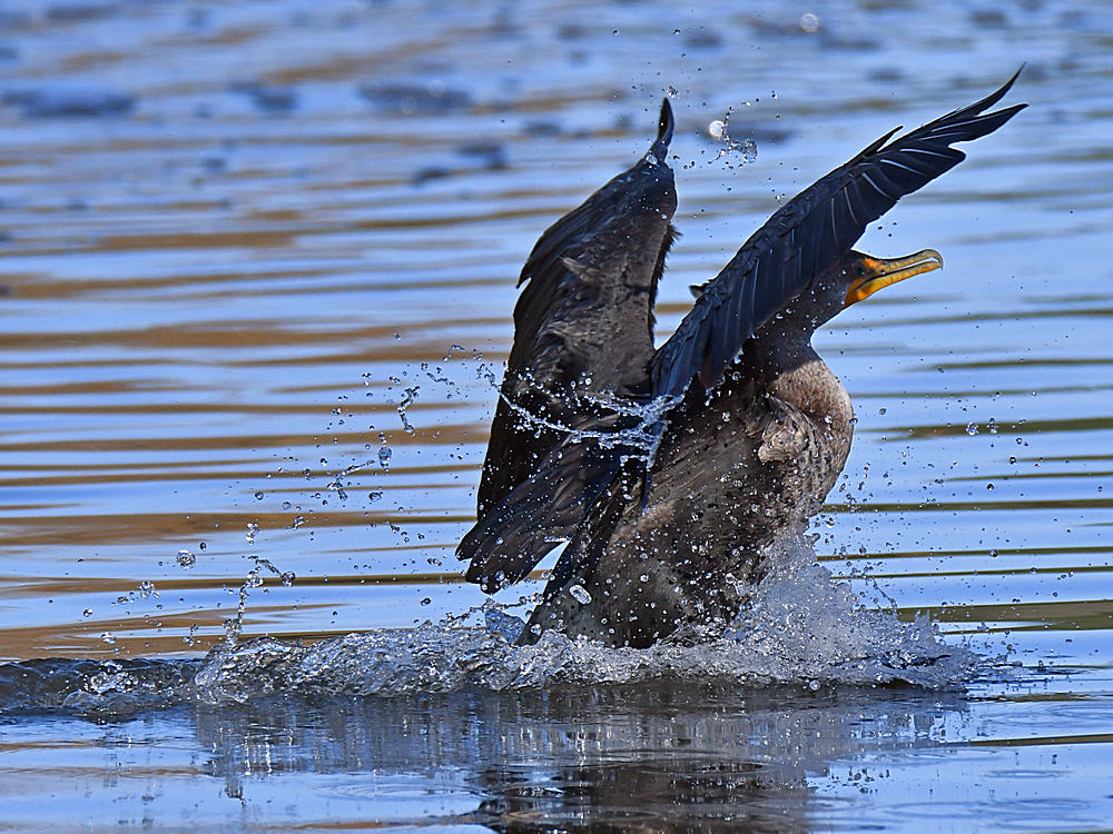 Cormorrant5.jpg