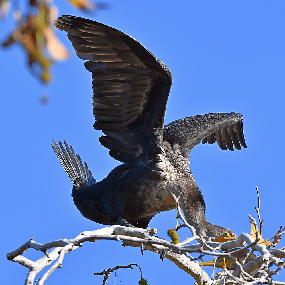 Cormorrant6.jpg