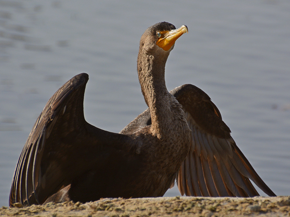 Cormorrant7.jpg