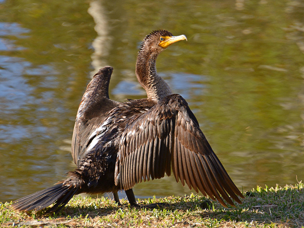 Cormorrant7.jpg