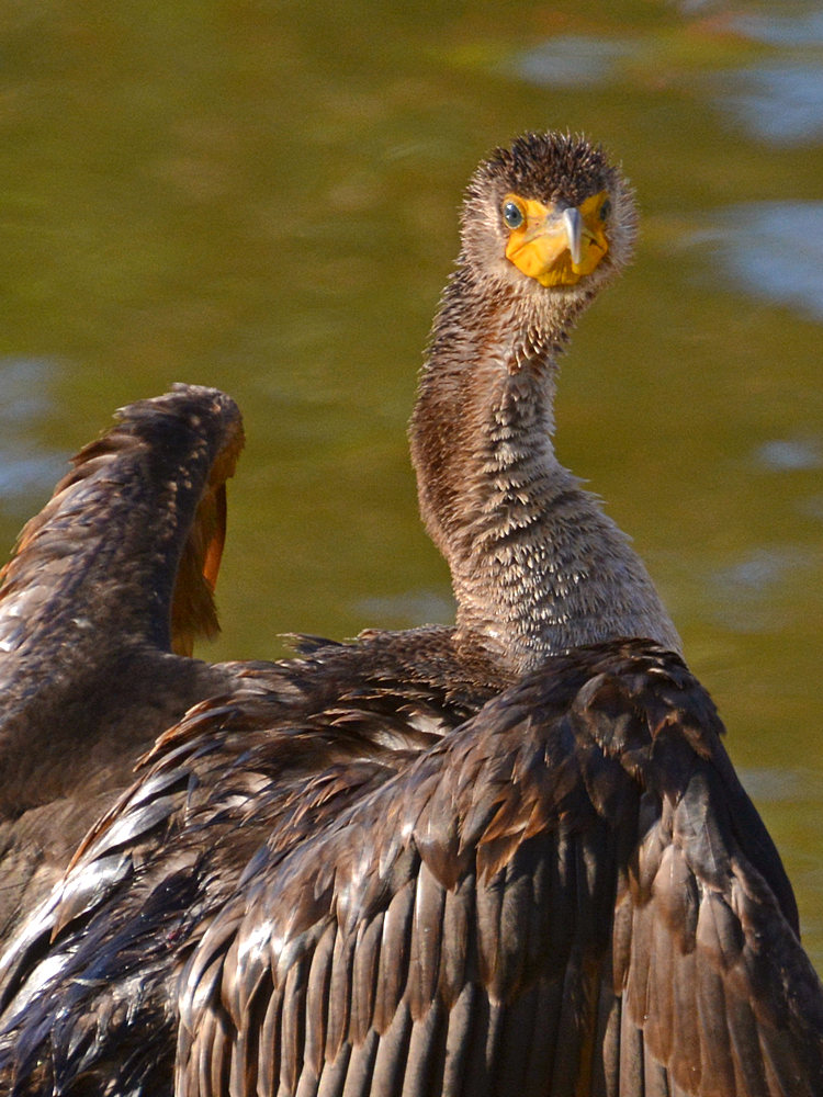Cormorrant8.jpg
