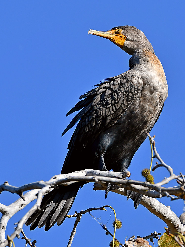 Cormorrant8.jpg