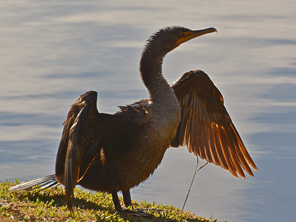Cormorrant9.jpg