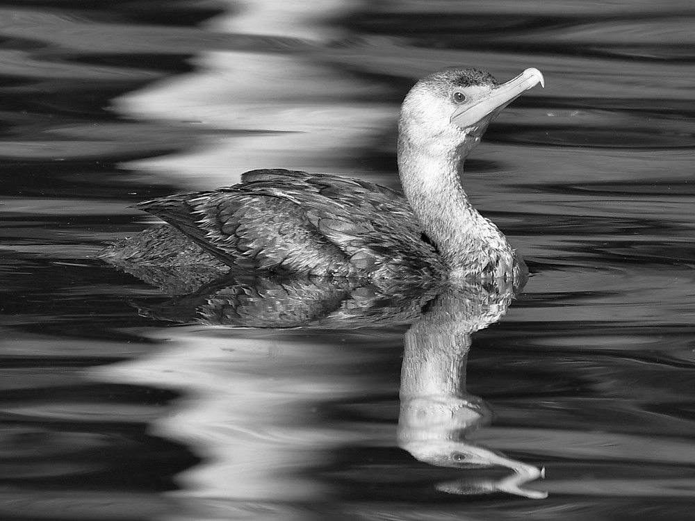 CormorrantBW.jpg