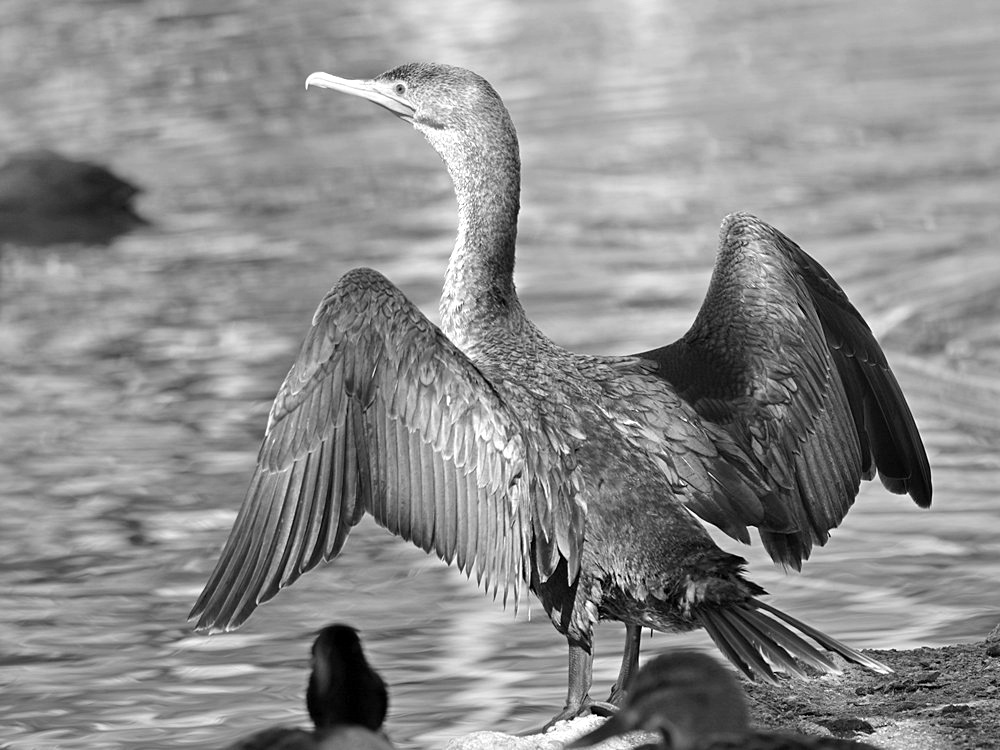CormorrantBW_2015_02_24.jpg