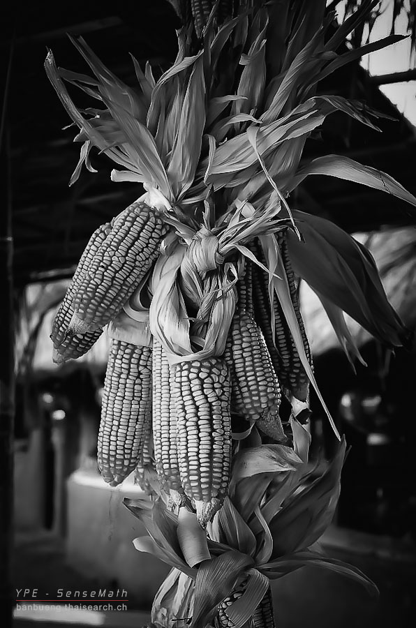 corn-1.jpg
