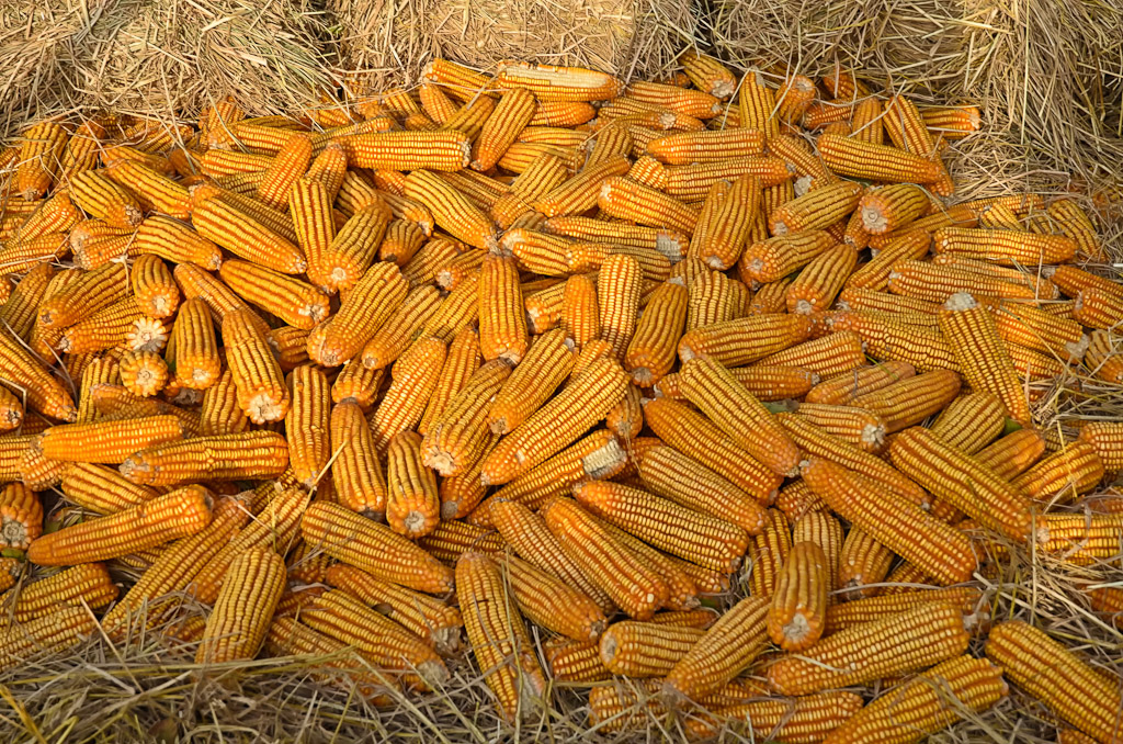 corn-1.jpg