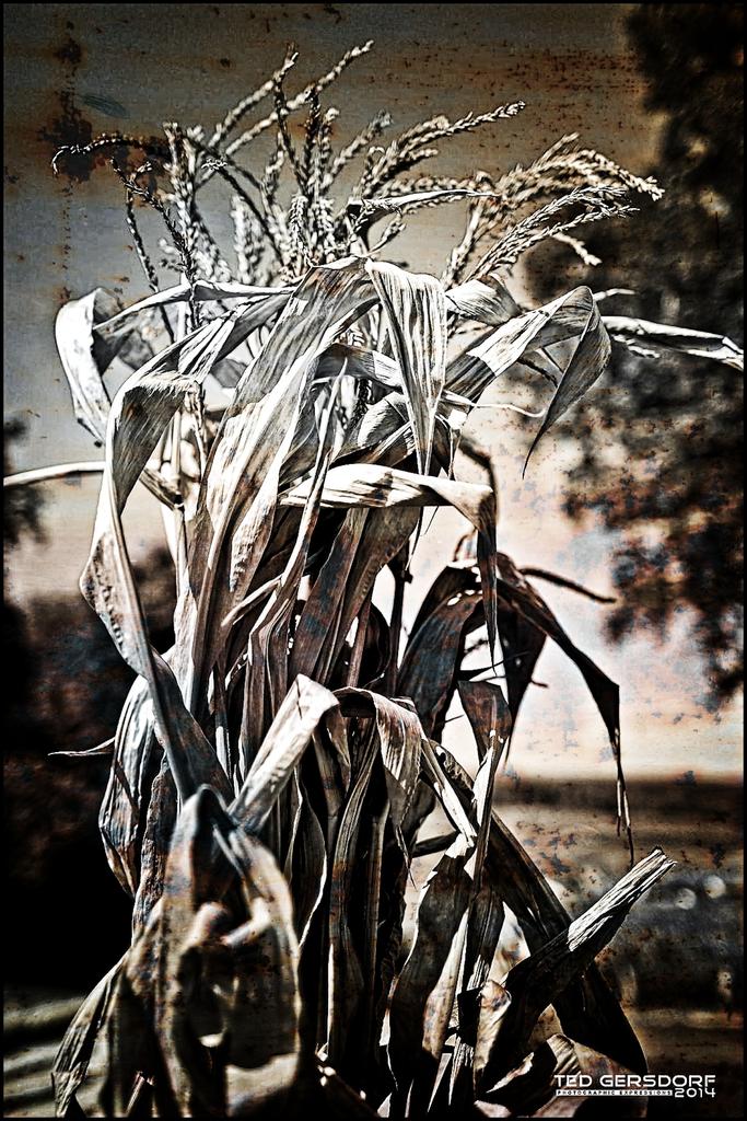 Corn Stalks BW.jpg