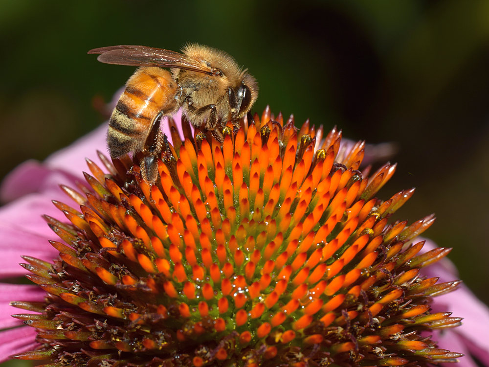 Cornflower.jpg