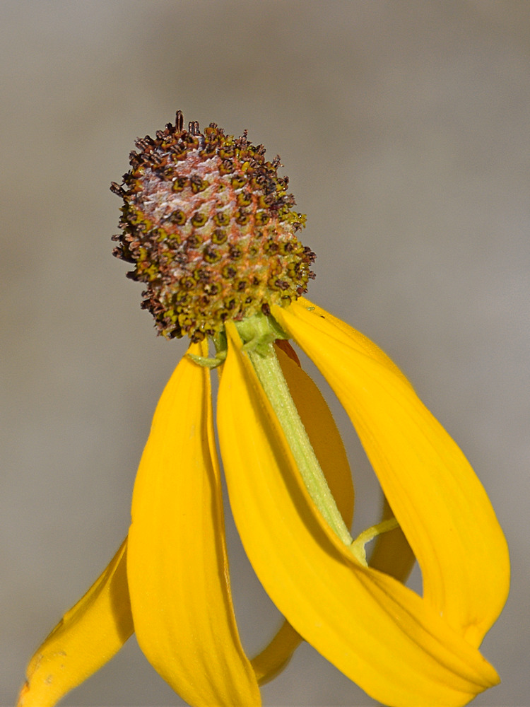 CornFlower.jpg