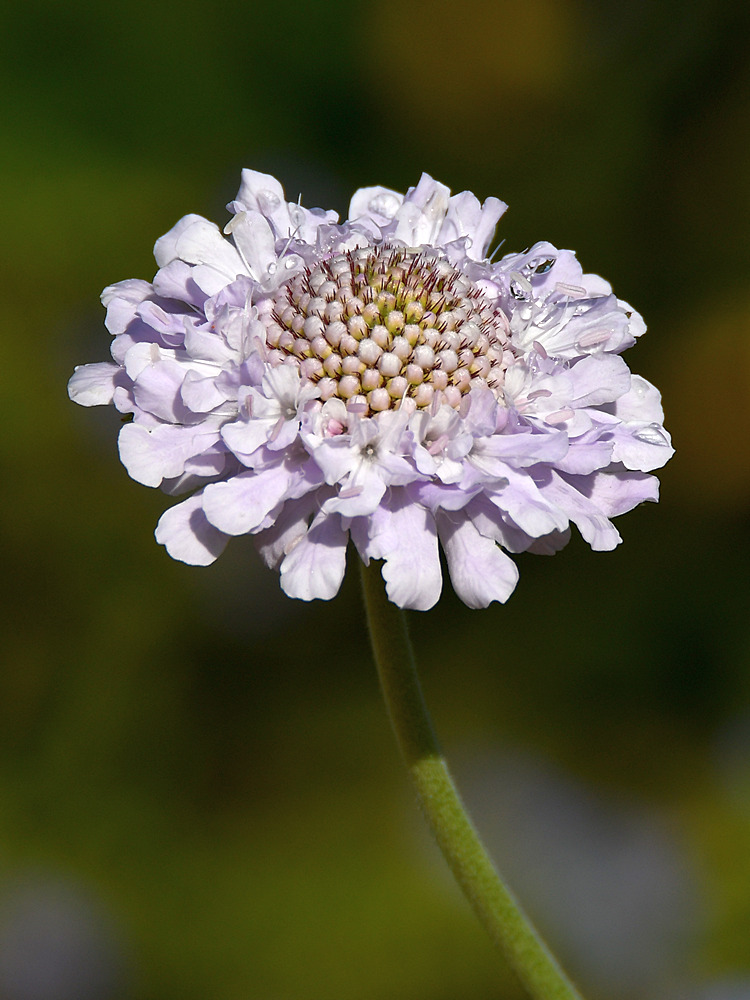 Cornflower.jpg
