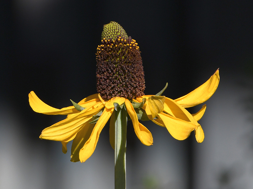 CornFlower.jpg