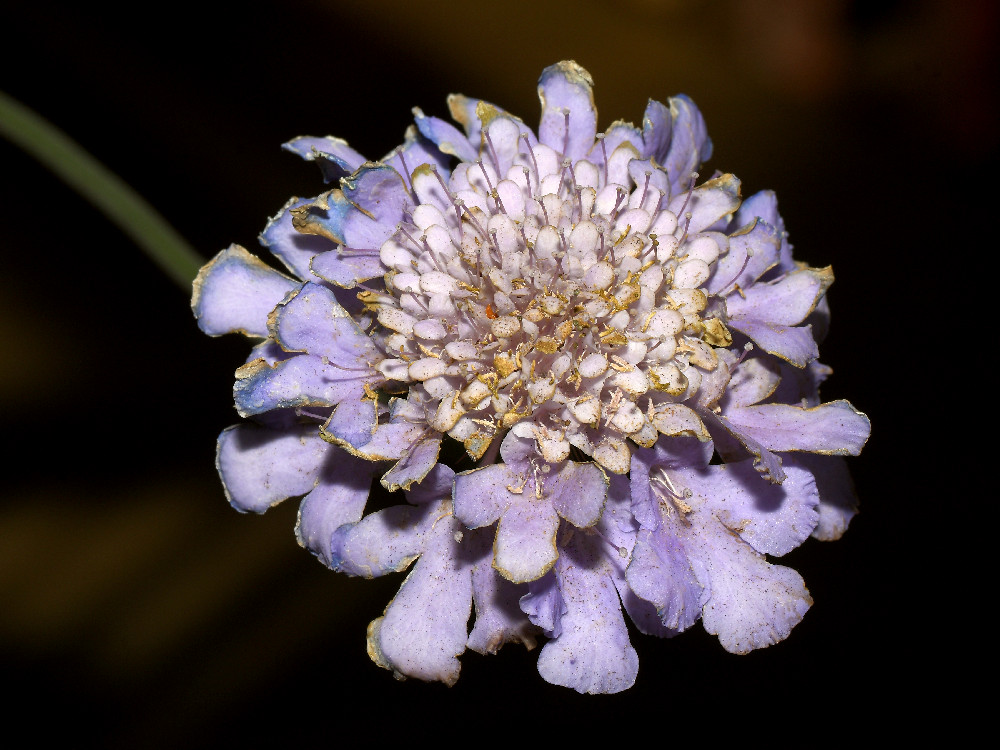 CornFlower.jpg