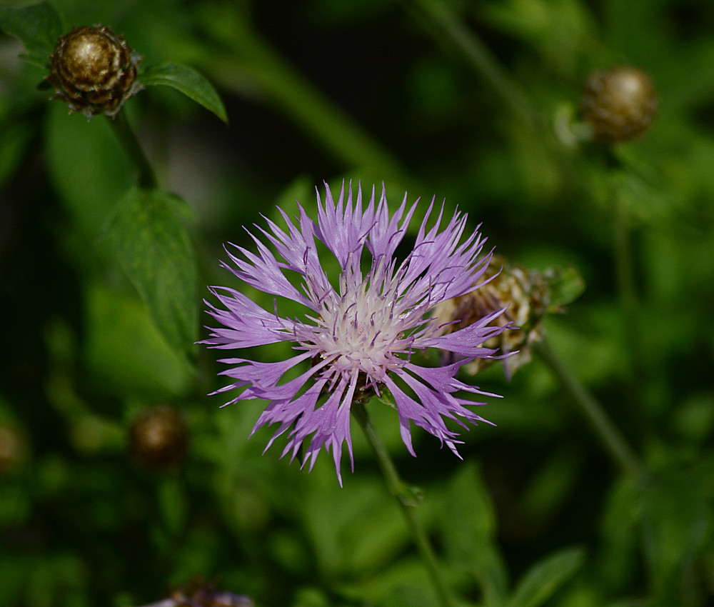 CornFlower.jpg