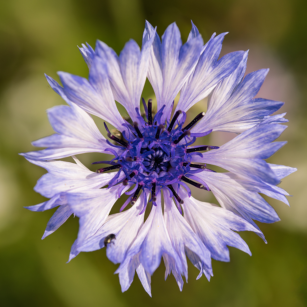 Cornflower with bug.jpg