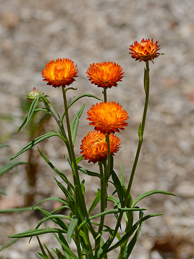 CornFlowers.jpg
