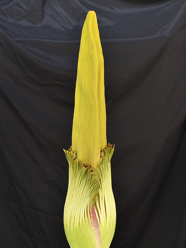CorpseFlower.jpg
