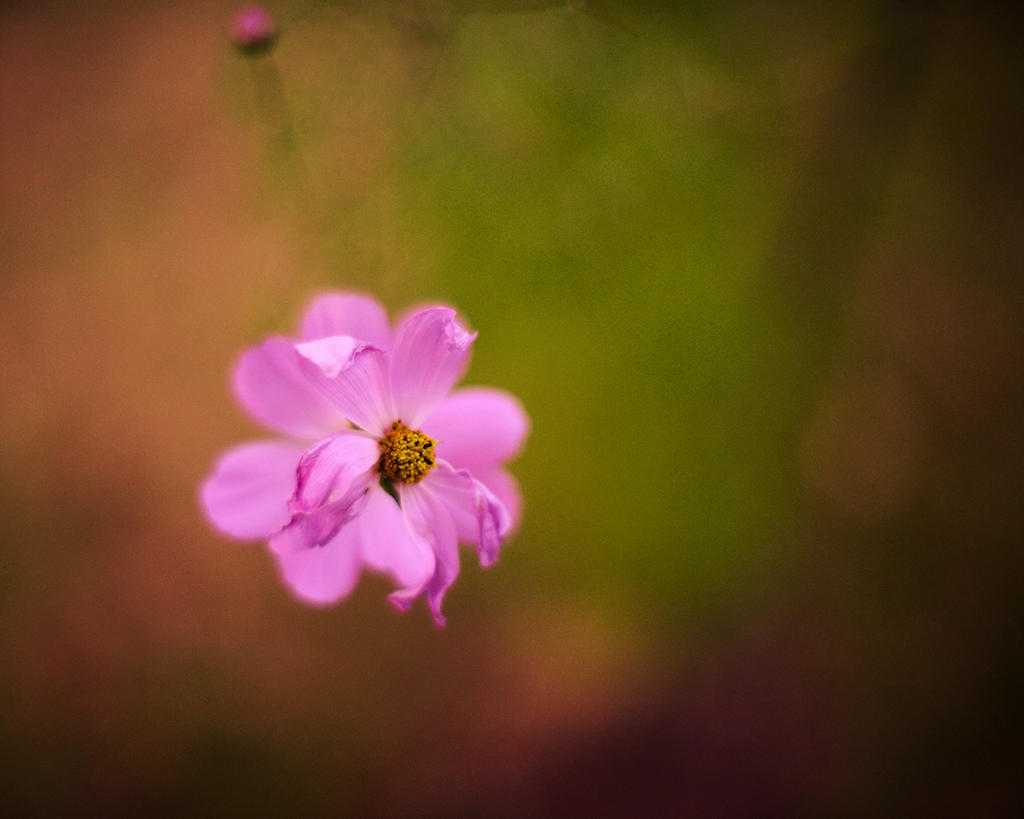 Cosmos D810.jpg