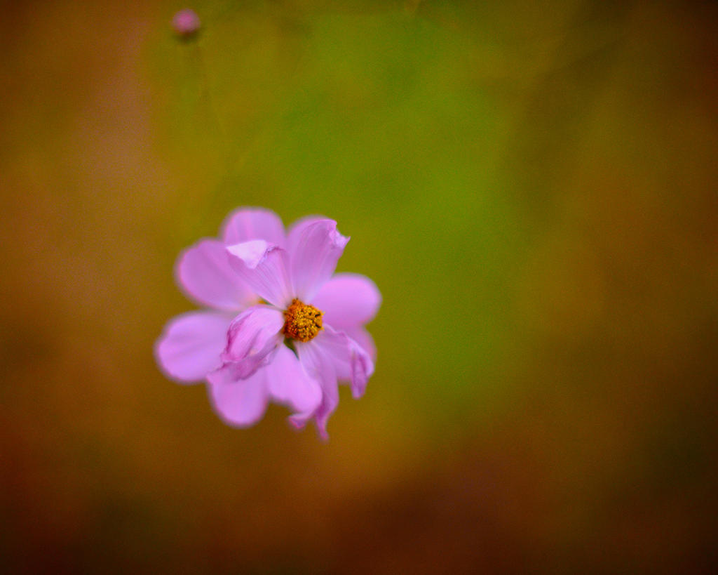 cosmos Df copy.jpg