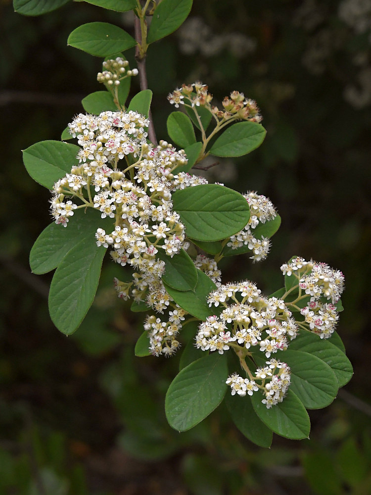 Cotoneaster.jpg