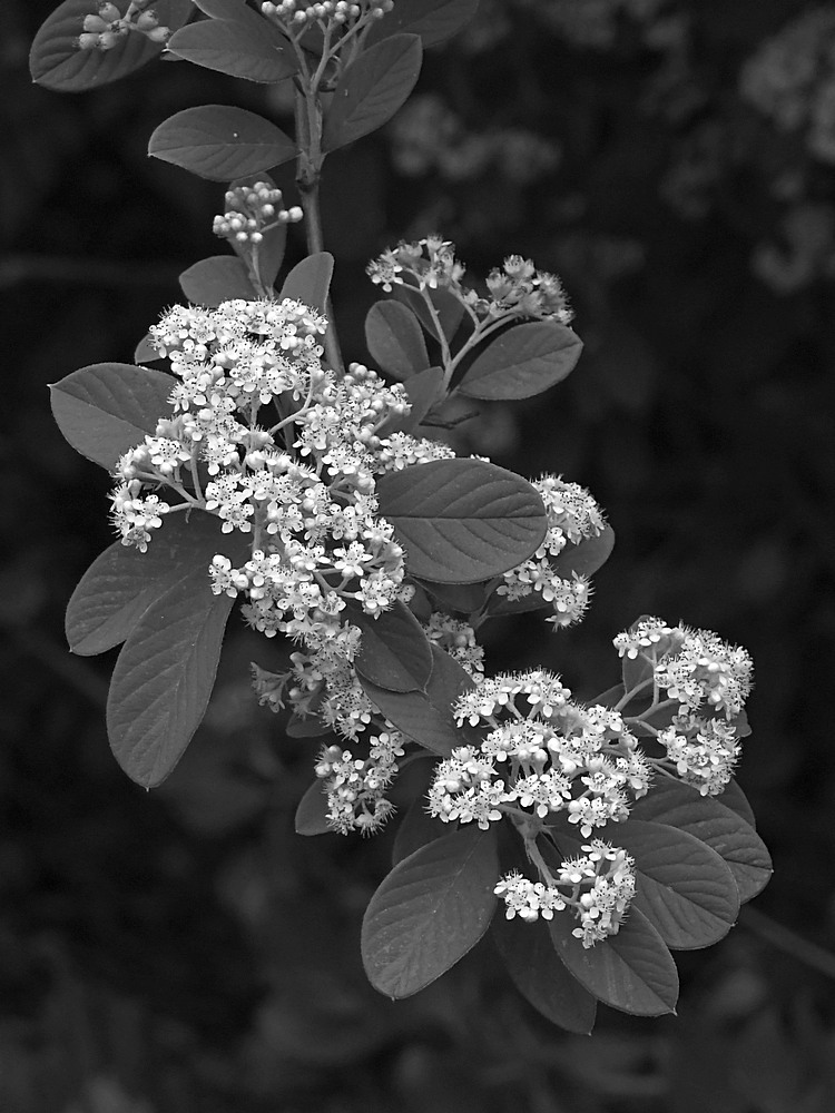 CotoneasterBW.jpg