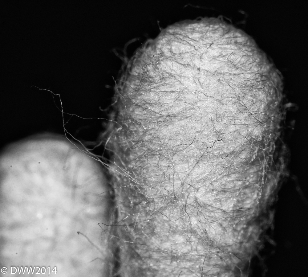 Cotton Swab.jpg