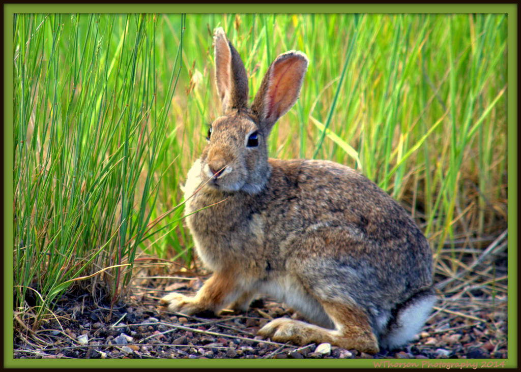 Cottontail Rabbit.jpg