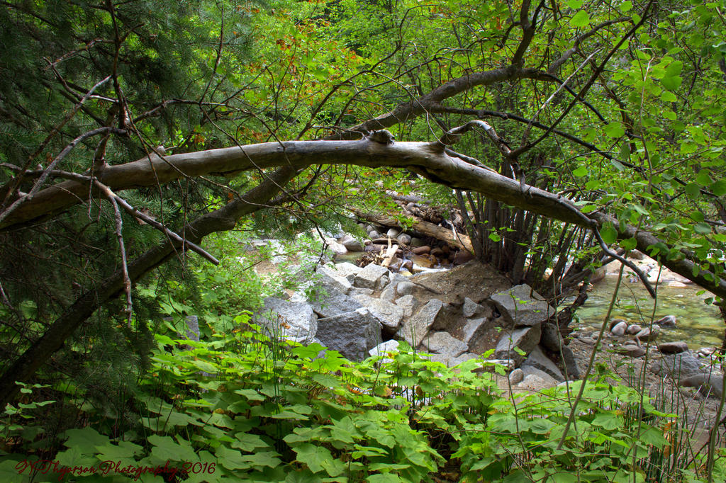 Cottonwood Creek #3 8-5-2016.jpg