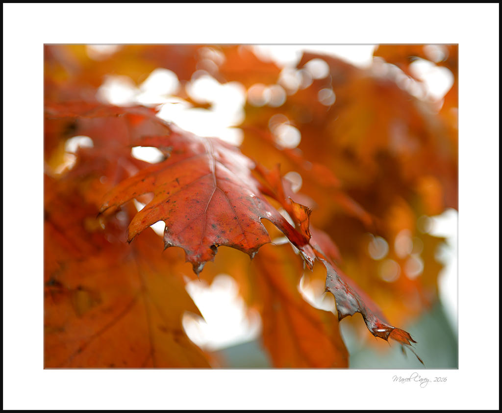 Couleurs d'Halloween.jpg