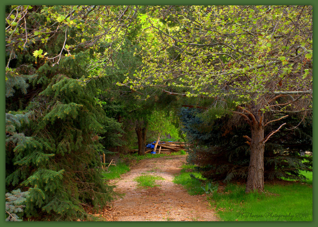 Country Lane  4-26-2016.jpg