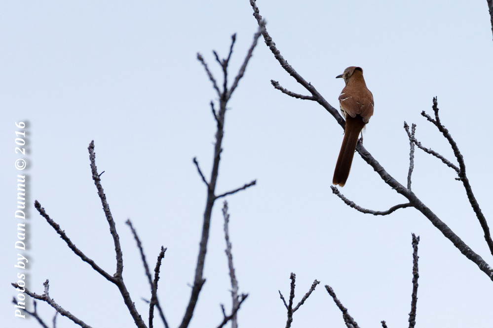 Country Morning-3791-Edit.jpg