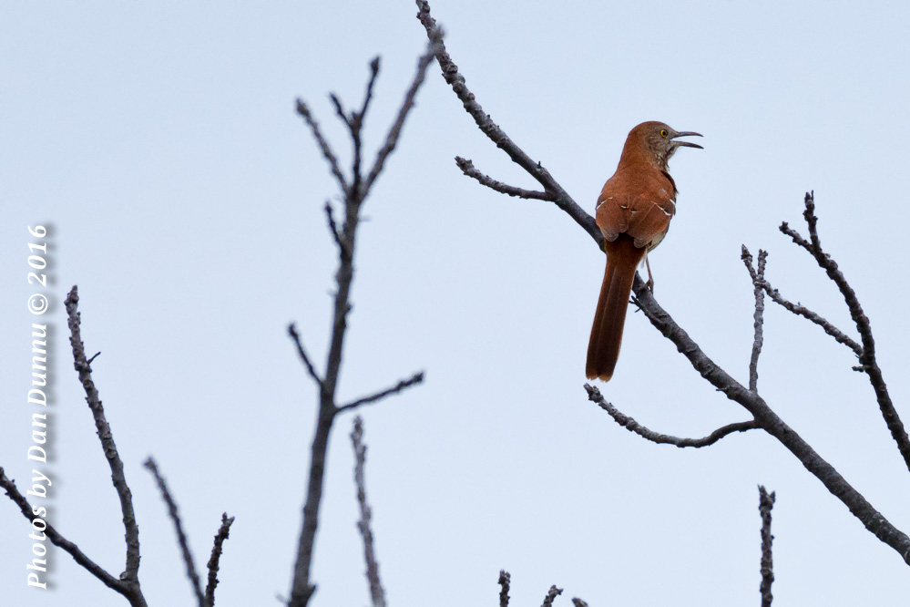 Country Morning-3794-Edit-Edit.jpg