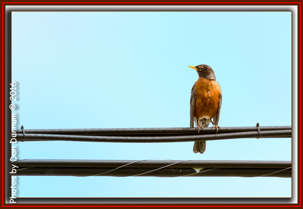 County Park Birds-5966-Edit.jpg