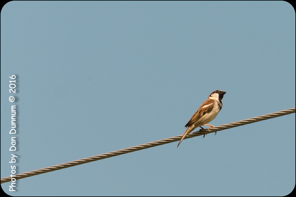 County Park Birds-5968.jpg