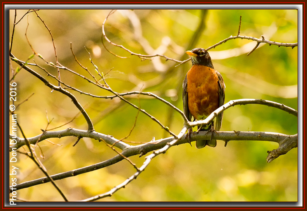 County Park Birds-5975-Edit.jpg