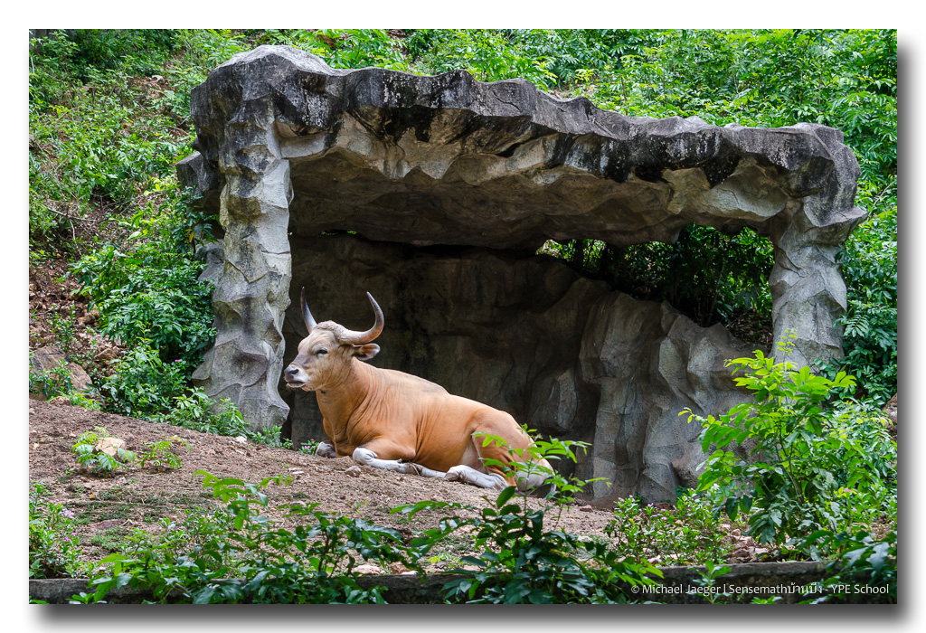 cow-1.jpg