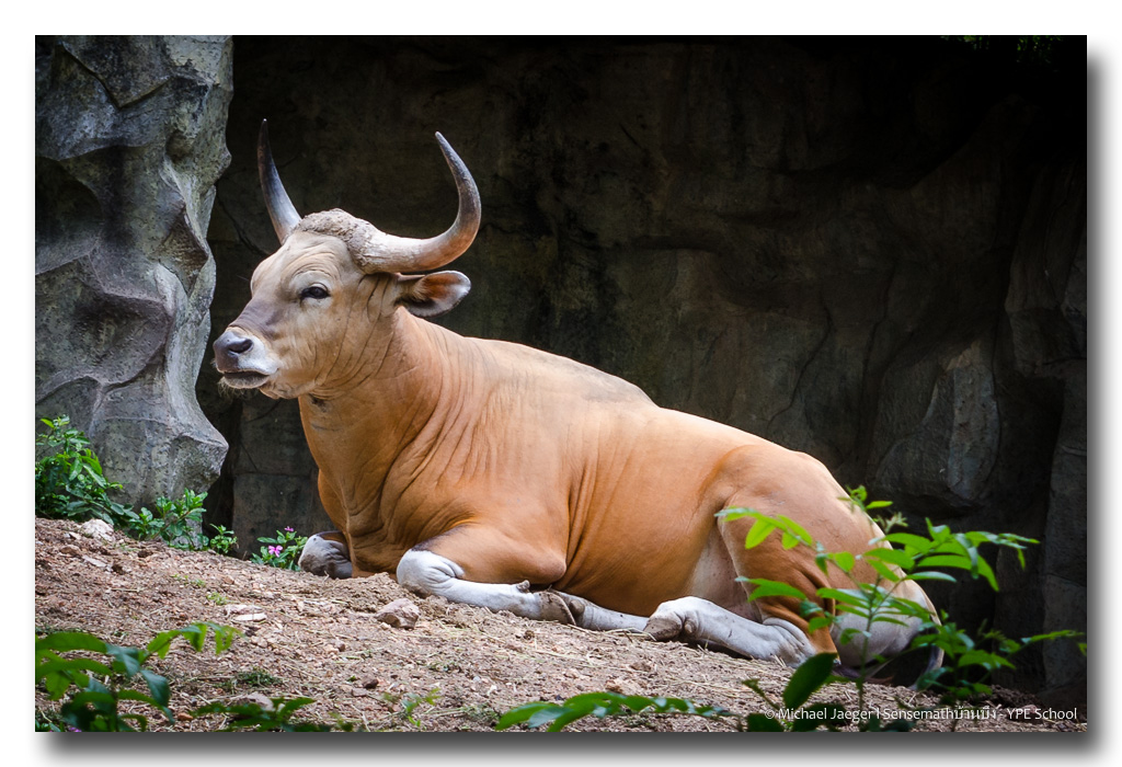 cow-2.jpg