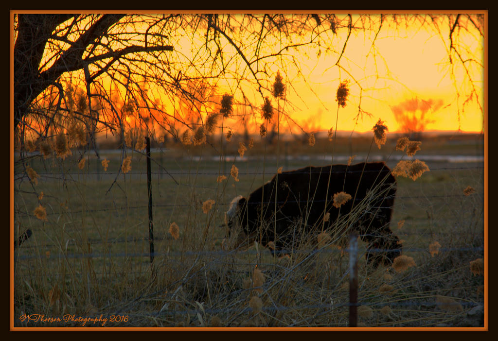 Cow at Sunset 3-2-2016.jpg