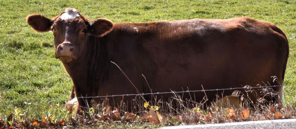 cow cropped.jpg