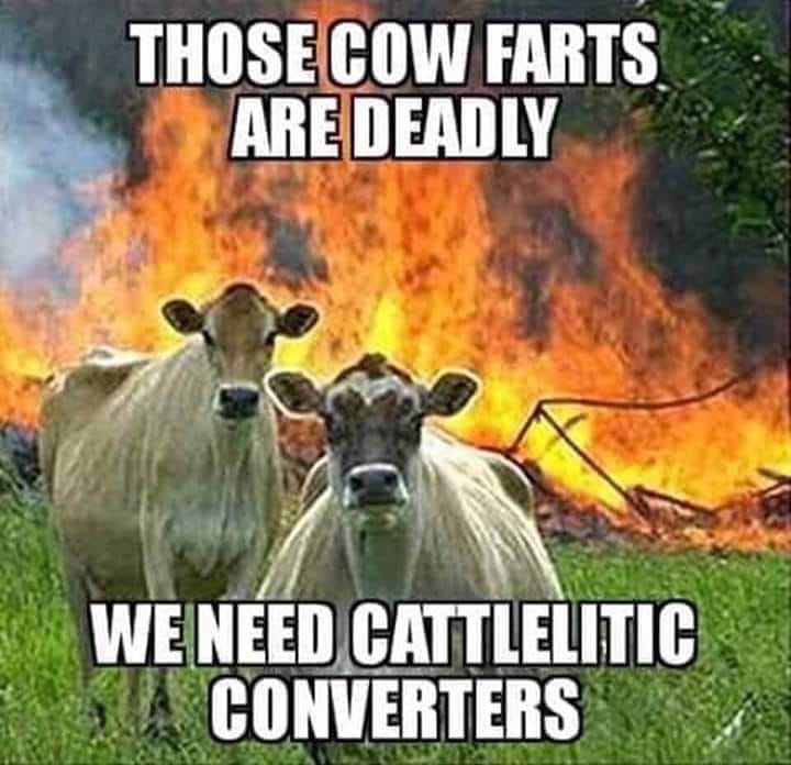 cow.jpg