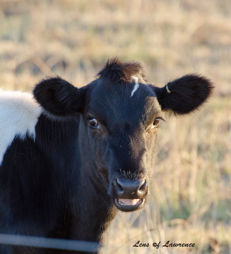 Cow Portrait LOL.jpg