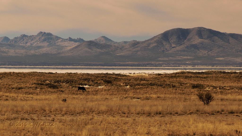 Isolated - Cow in the middle of a range pasture