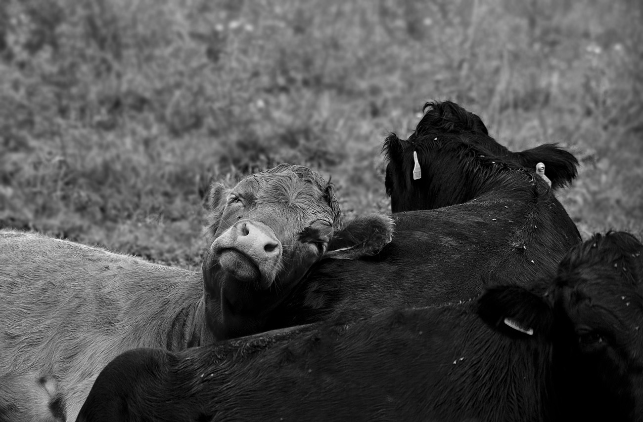 Cow sleepy BW.jpg